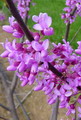 Cercis Canadensis